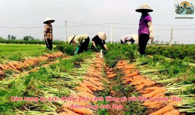 Cẩm nang du lịch: Khám phá cánh đồng cà rốt Hải Dương - Địa điểm chụp ảnh đẹp