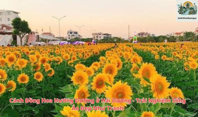 Cánh Đồng Hoa Hướng Dương ở Hải Dương - Trải Nghiệm Sống Ảo Đẹp Như Tranh